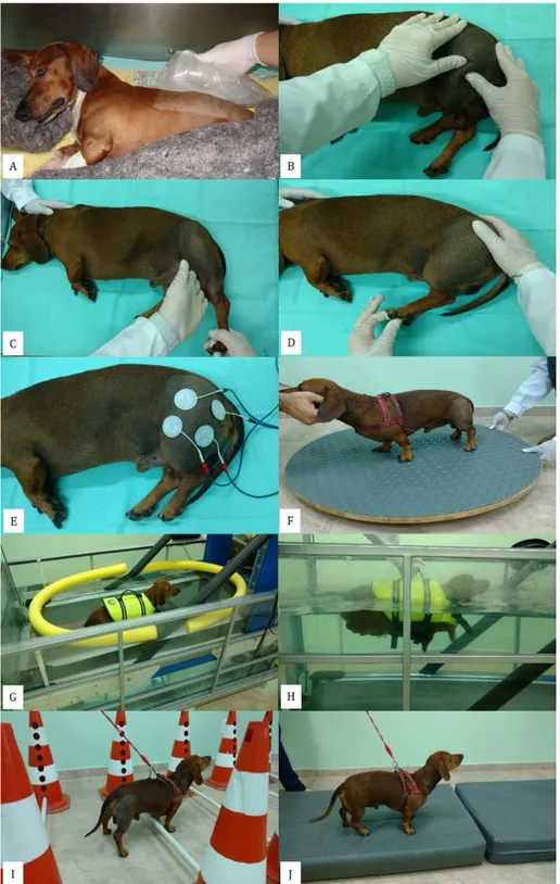 Figura 1. Modalidades  fisioterapêuticas utilizadas nos protocolos dos cães com doença do disco  intervertebral toracolombar submetidos à descompressão cirúrgica