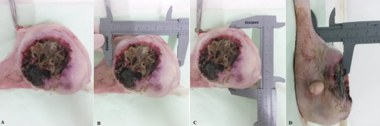 Figura  2.  Ressecção  cirúrgica  de  neoformação  mamária  ulcerada  (A).  Imagens  B,  C  e  D  demonstram,  respectivamente, a mensuração de largura, comprimento e altura da massa tumoral