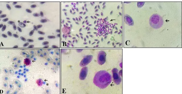 Figure 1. Photomicrography of blood  cells stained with May-Grunwald-Giemsa of  Corallus hortulanus  (A-C) and Python bivittatus (D-E): A) Erythrocyte with Haemogregarina sp (star) and lymphocyte (black  arrow), 400X; B) Heterophil  (white  arrow) and aggr