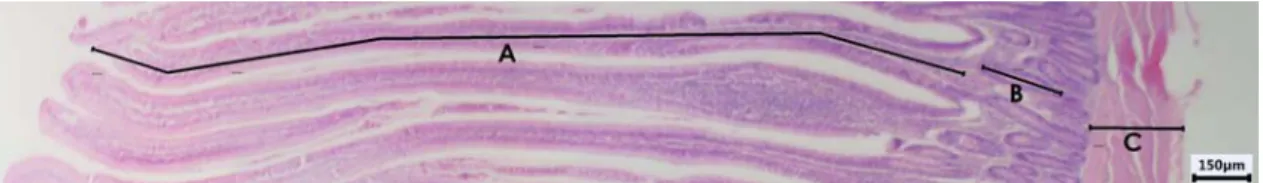 Figure 1. Photomicrograph demonstrating the measured structure. A shows villus length; B, crypt length; 