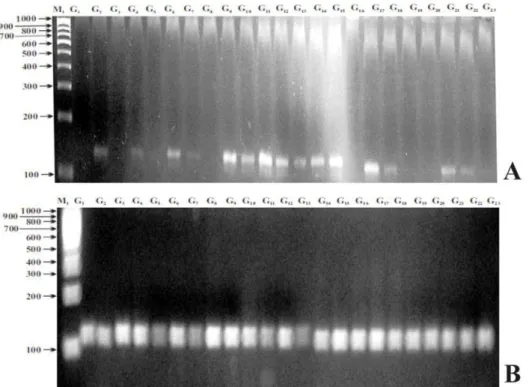 Figure  1:  SSR  profiles  of  Vigna  radiata  L.  genotypes  generated  through  (a)  CEDG050  (b)CEDG088