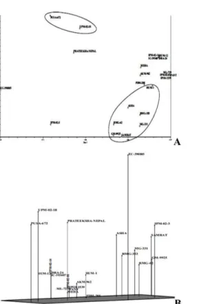 Figure 3: (a) Two Dimensional Principal Component Analysis (b) Three Dimensional Principal Component  Analysis based on Euclidean Cluster Analysis Using SSR Markers