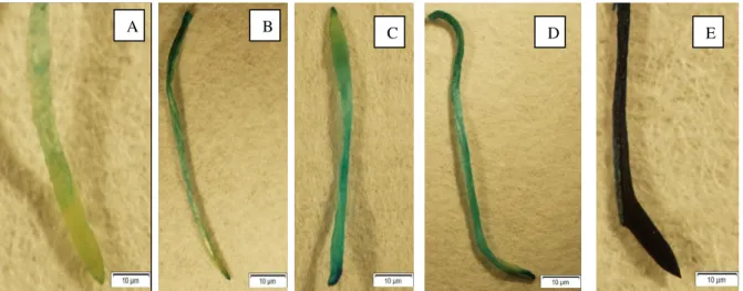 Figure 1. Histochemical staining of cell death of A. cepa roots control and treated with increasing doses of diazinon  (A) control group, (B) 10 ppm, (C) 40 ppm, (D) 80 ppm, (E) 160 ppm of diazinon