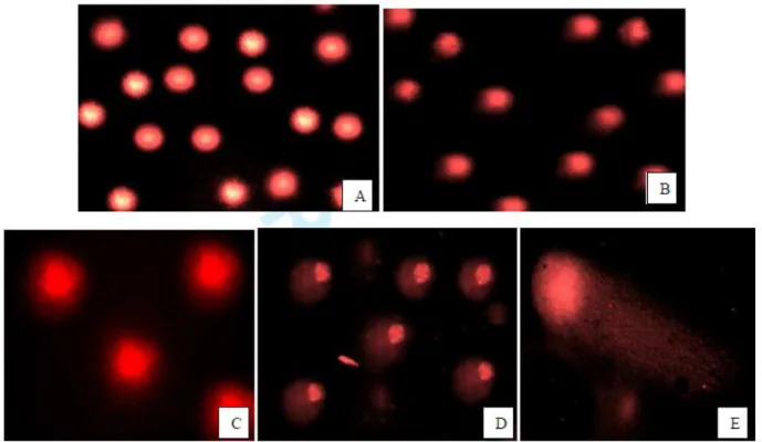 Figure 3. Comet assay micrograph of root tissues of A. cepa treated with increasing doses of diazinon for 72 h