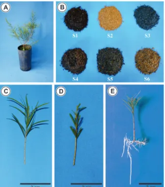FIGURE 1 Schematic sequence of M. alternifolia’s mini- cuttings:  stump (A), substrates (B),  mini-cuttings made of leaves (C),  mini-stump made  with a 50% reduction in the leaf area (D) and  mini-cuttings evaluated 45 days after its installation (E).