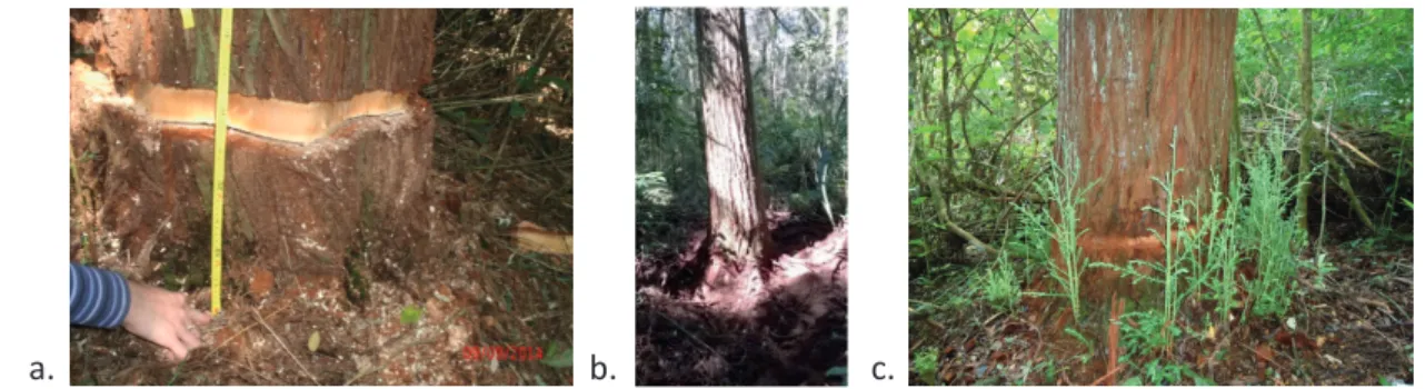 FIGURE 1 a) girdling; b) cleaning the grounds to apply treatment -10 cm deep; c) shoots of Sequoia sempervirens, 90 days after  girdling, São Francisco de Paula, RS (Brazil).