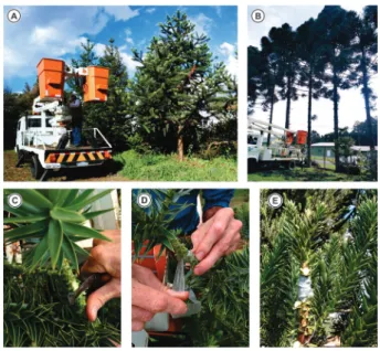 FIGURE 1 General  characterization  of  the  experiments:  (A)  8-year-old  parent  trees;  (B)  35-year-old  parent  trees; (C) preparation of the rootstock to receive  the  graft;  (D)  patch  placement  with  grafting  tape  and (E) finished graft.