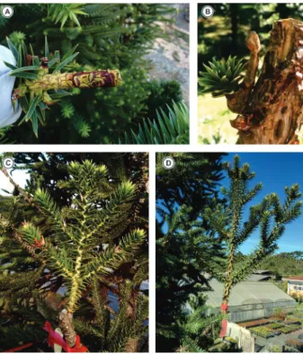 FIGURE 5 General aspects of the grafts: (A) Live graft 3 months  after grafting, with apical portion of the grafted  branch (rootstock) removed; (B) Live graft with low  union (or weld) quality; (C) Orthotropic graft after 16  months in 35-year-old rootsto