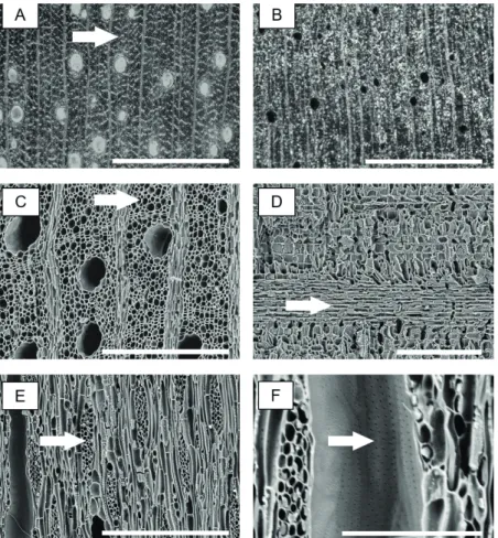 FIGURE 1 Campomanesia xanthocarpa. Macroscopic image of transversal section from wood (A), arrow indicating axial parenchyma, and  charcoal (B)