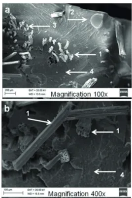 FIGURE 5 SEM micrographs of the fracture surface of the  composites  reinforced  with  fi berglass