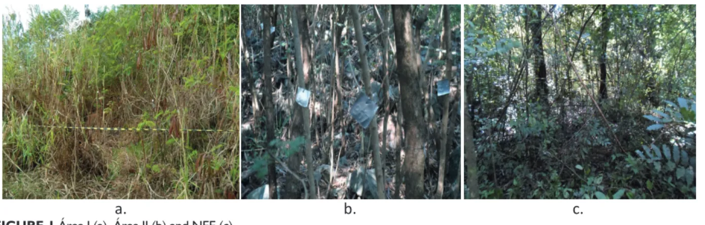 FIGURE 1 Área I (a), Área II (b) and NFF (c).