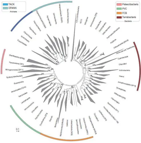 Figure 1. Maximum likelihood phylogenetic inference of the Bacteria and Archaea domains
