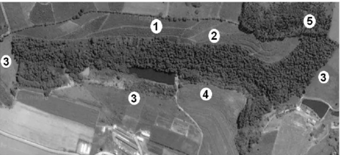 FIGURE 1: Forest area of IFSULDEMINAS - Campus Muzambinho – 20 ha - surrounded by crops: coffee  (1) Banana (2), Pastures (3), Corn (4), Eucalyptus (5) and weir (6)