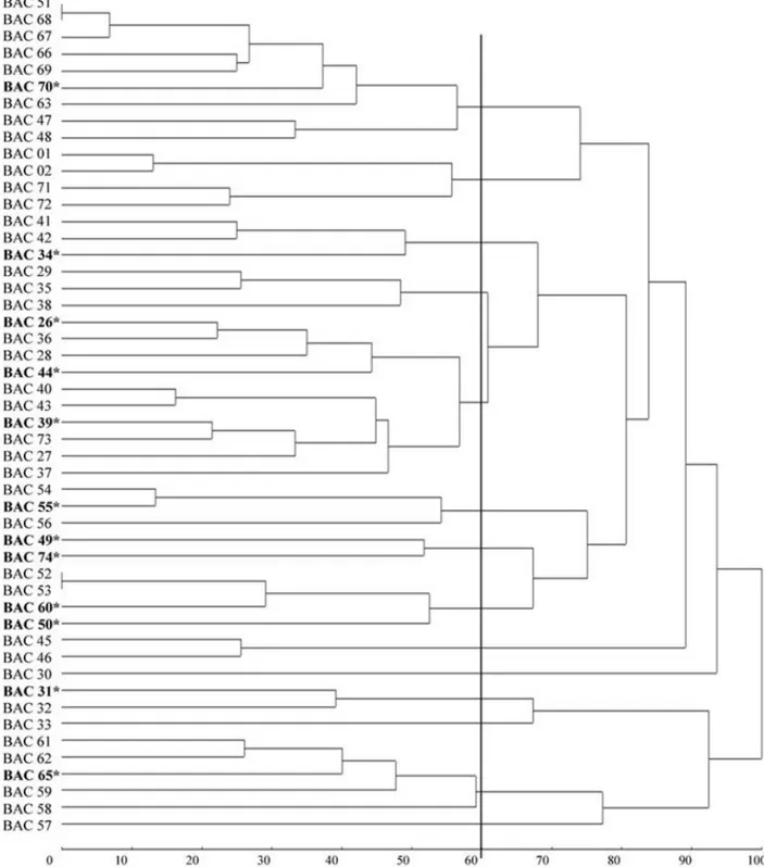 FIGURA 1: Dendrograma gerado usando o método UPGMA mostrando as relações entre os 50 genótipos  de teca com base nos marcadores ISSR.*Árvores candidatas.