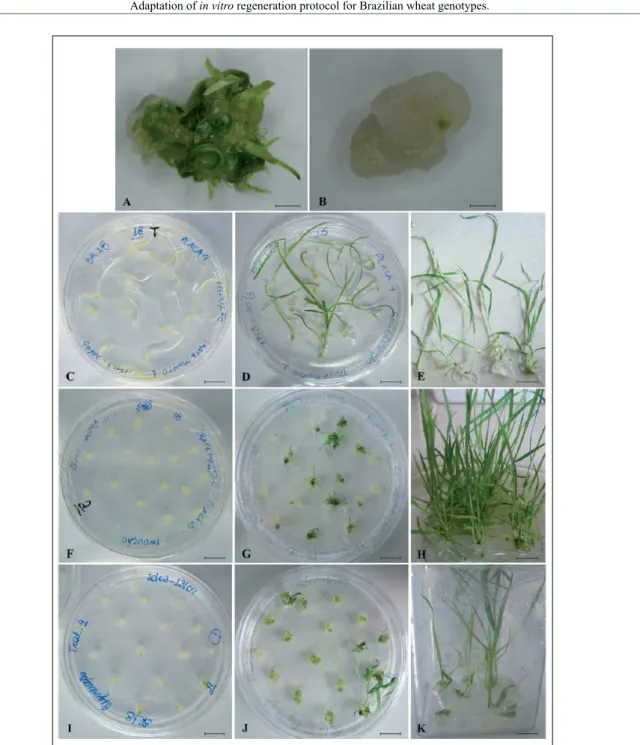 Figure 1 - In vitro regeneration of Bobwhite SH9826 and BR18-Terena wheat genotypes. A) Bobwhite  SH9826 embryogenic callus with and B) without regeneration structures; C–K)  BR18-Terena wheat cultivar, C) P0-D0 *  calli after 3wks on induction, D) 3wks on