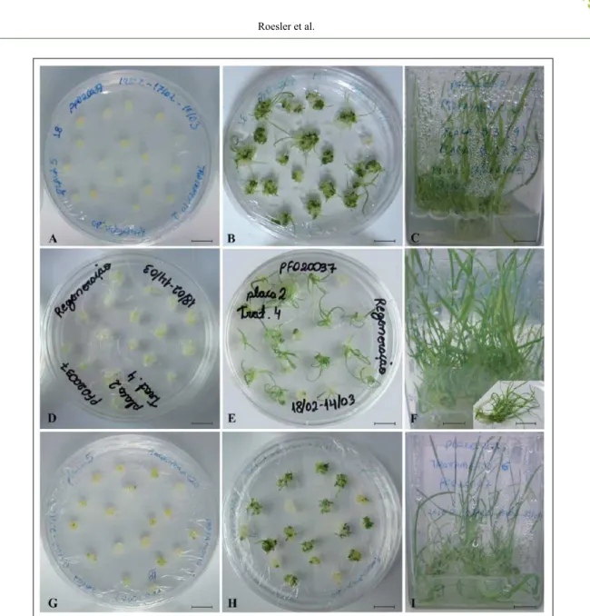 Figure 2 - In vitro regeneration of PF020037 wheat cultivar. A) P0-D1 *  calli after 3wks on induction +1d on  regeneration, B) 3wks on regeneration and C) 3wks on selection medium; D) P1-D0 *  calli after 3wks  on induction +1d on regeneration, E) 3wks on