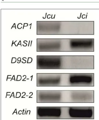 Figure 1 - Semi-quantitative RT-PCR analysis of expression  of selected genes. Expression of genes involved in  oleic  and  linoleic  acids  synthesis  were  analyzed  by semi-quantitative RT-PCR in mature seeds of  J