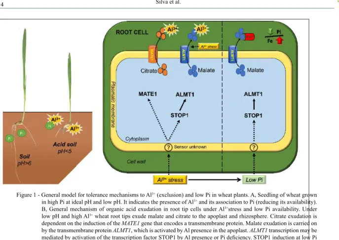 Figure 1 - General model for tolerance mechanisms to Al 3+  (exclusion) and low Pi in wheat plants