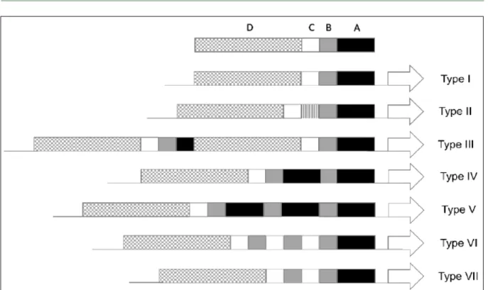 Figure 2 - Schematic representation of the alleles of TaALMT1 gene promoters. Block A is shown in black (172 bp), block B in gray (108  bp), block C in white (97 bp) and block D in dotted black and white (528 bp)