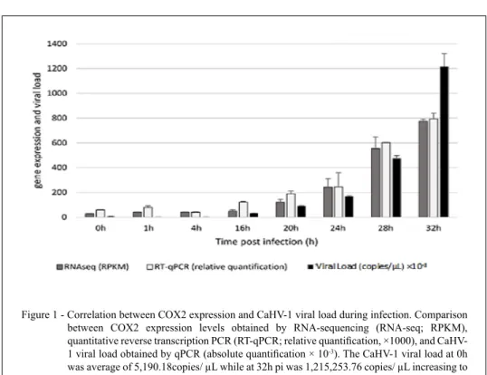 Figure 1 - Correlation between COX2 expression and CaHV-1 viral load during infection