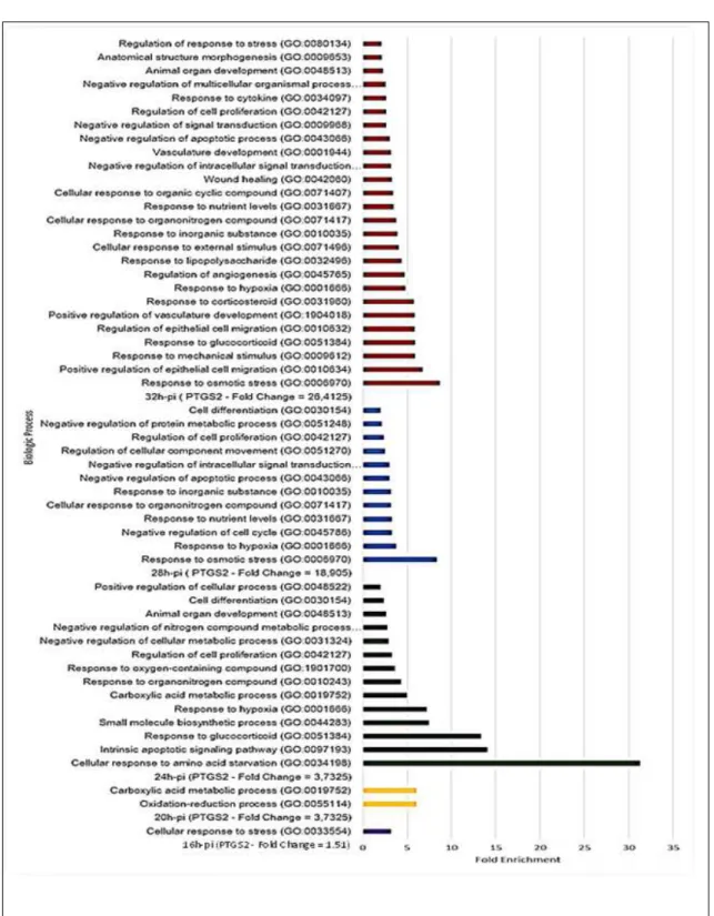 Figure 3 - Gene ontology of the genes regulated positively related to COX2 expression