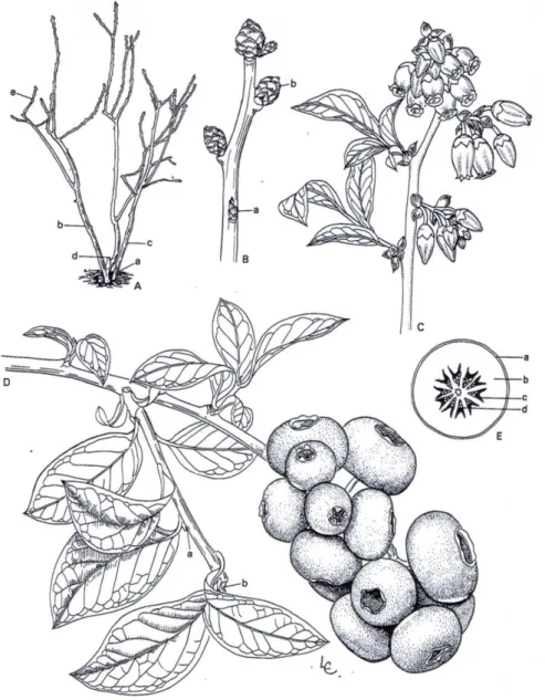 Figura 8 – Morfologia da planta de mirtilo. (A) Planta adulta na fase de dormência: 