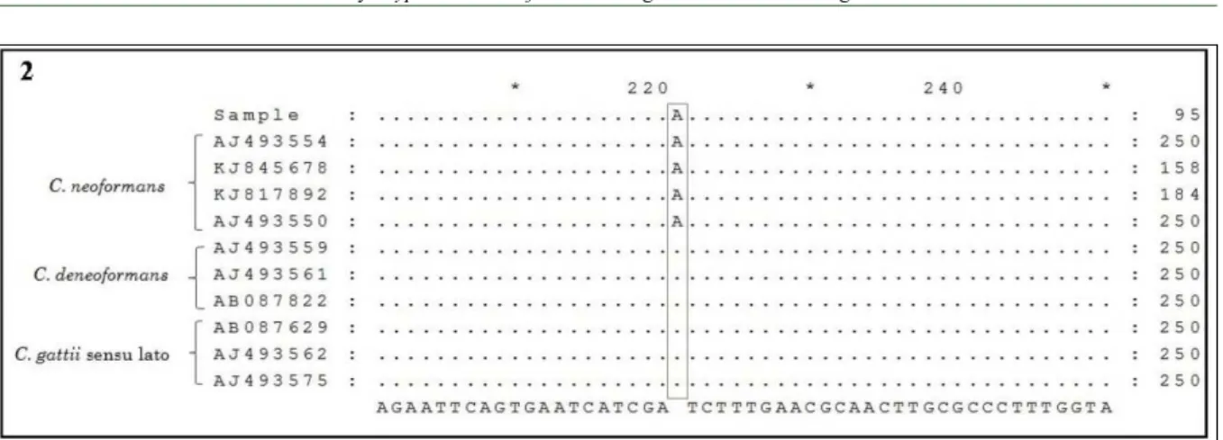 Figure 2 - Pneumonia by Cryptococcus neoformans in a goat. Multiple sequence alignment of the sample and Cryptococcus strains