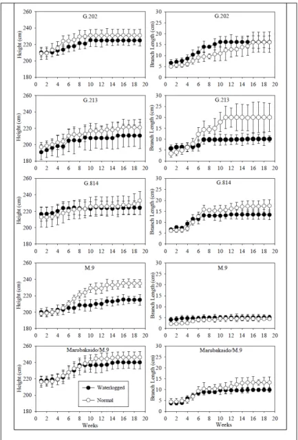 Figure 1 – Plant growth rate of height (left) and lateral branch (right) of ‘Maxi  Gala’ apple plants on five rootstocks throughout 19 weeks on normal  and waterlogged hydric condition