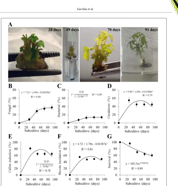Figure 1 - In vitro multiplication of C. regium. (A) Stages of in vitro development of buds and shoots at 28, 49, 70 and  91 days of cultivation