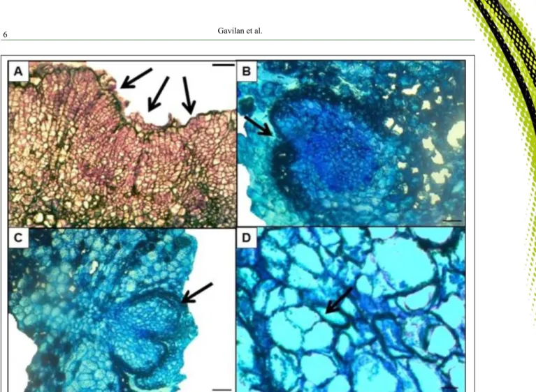 Figure 3 - Histological sections from callus of C. regium at 91 days in presence of active chlorine (0.005%)