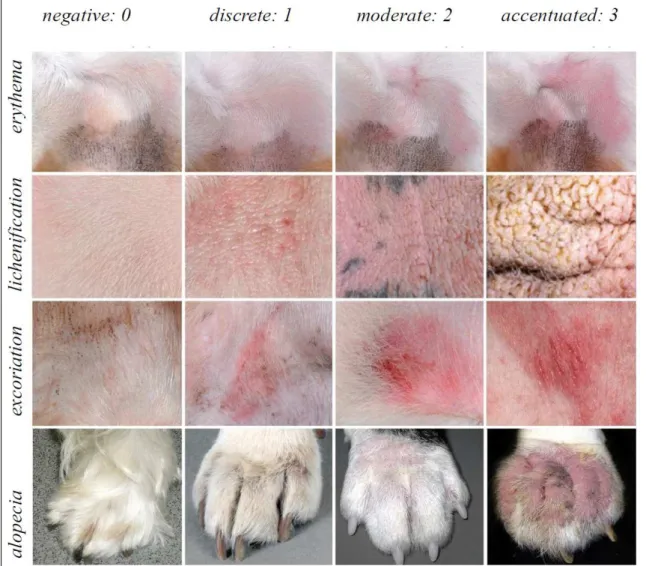 Figure 1 - Photographic model to clinically assess canine atopic dermatitis, CADESI-4 (Canine atopic dermatitis extent of severity  index), based on the work of OLIVRY et al