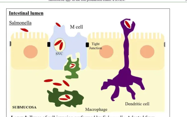 Figure 1 - Salmonella pathogenicity mechanism in the Cell. 