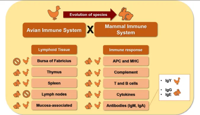 figure 1 - an overview of the lymphoid tissue of the avian immune system compared to mammals’ and the evolutionary position  of these animals