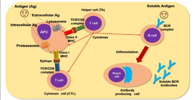 figure 2 - General aspects of the antigen presenting cells (aPC), antigen presentation to the T cells, antigen recognizing B cells, and  antibody producing cell (Plasma cells).