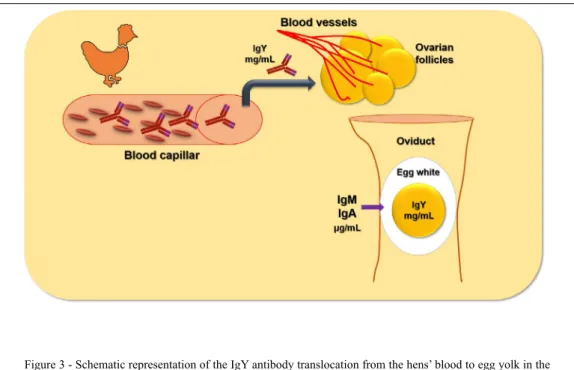 figure 3 - Schematic representation of the IgY antibody translocation from the hens’ blood to egg yolk in the  ovarian follicle, and IgM and Iga deposition into egg whites through the oviduct epithelium