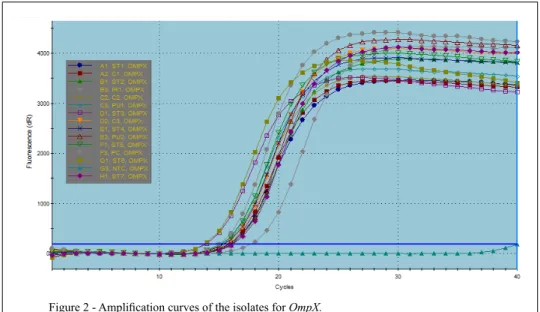 Figure 2 - Amplification curves of the isolates for  OmpX.