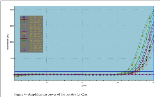 Figure 4 - Amplification curves of the isolates for Cpa.
