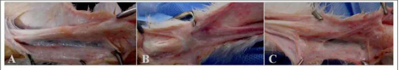 Figure 2 - Macroscopic appearances of the tendons after euthanasia. A: Group HA, grade 2 adhesion B: Group SF, grade 3 adhesion C: 