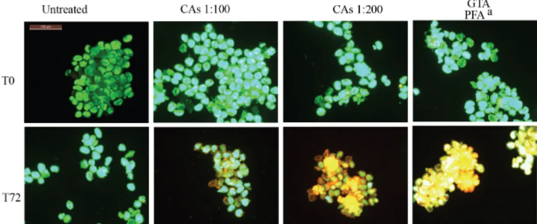 Figure 3: Viability of Hemileia vastatrix spores after exposure to the CAs. Two concentrations of the solution were  tested (1:100 and 1:200)
