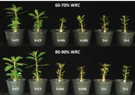 Figure 1: Growth of Adenium obesum  at 45 days in pots containing the following potting media: sand + Amafi bra ® 47 coconut fi ber (S+CF), sand + Lupa ®  (S+L), sand + modifi ed Lupa ®  (S+ML), vermiculite + Amafi bra ®  47 coconut  fi ber (V+CF), vermicu