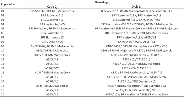 Table 2. Genealogy of the 20 populations of cycle zero (C 0 ) and the 20 of cycle one (C 1 ) of the recurrent mass selection program by  hypocotyl diameter of common bean