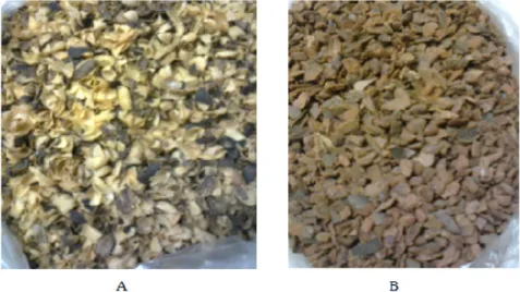 Figura 3.1 – Materiais utilizados como meio de filtração A) casca de café e B) casca de pinus