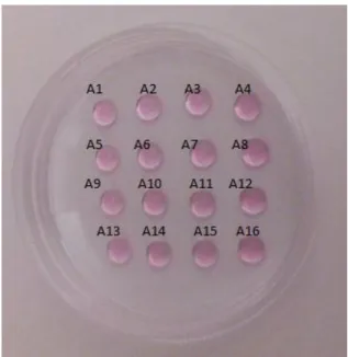 Figura  2.    Cultivo  individual  de  Complexos-cumulus-ovócitos  em  Microgota  de        20 μL 