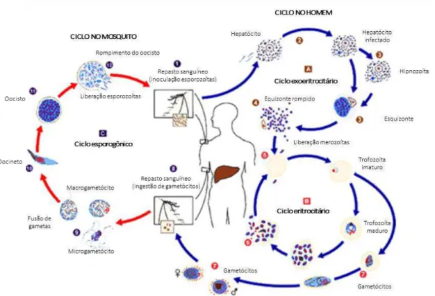 Figura  1.4.  Ciclo  biológico  do  Plasmodium  vivax.  O  ciclo  da  malária  envolve  dois  hospedeiros