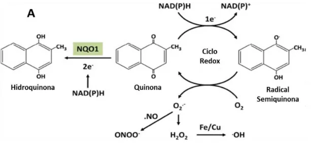 Figura  1.8.  Propriedades  bioquímicas  da  enzima  antioxidante  NADPH:quinona  oxidoredutase