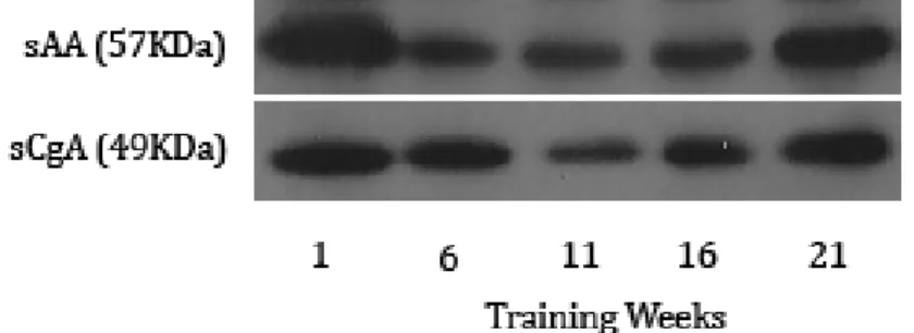 Figure 3 Representative blots of sAA and sCgA in response to training.  