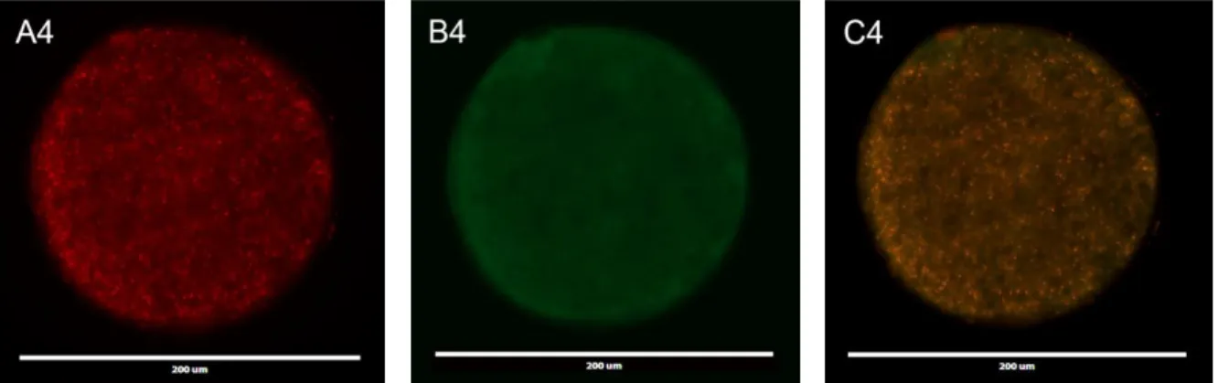 Figura 2 - Distribuição mitocondrial de ovócitos corados com MitoTracker® Orange CMTMRos e ROS  com DCF 