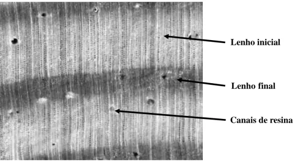 Figura 2.5 :  Disposição do lenho inicial, lenho final e canais de resina num anel de crescimento (Xavier,  2003)
