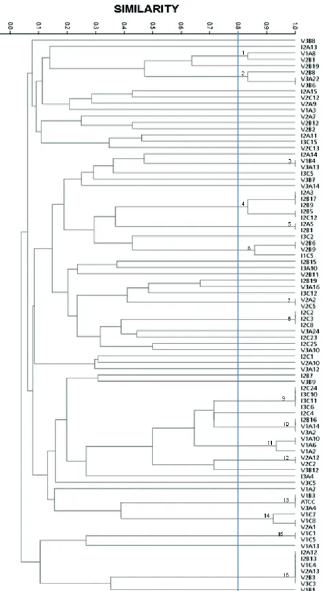 Figure 1 - Dendrogram of samples submitted to PCR-RFLP using the enzymes HinfI,  HaeIII and CfoI