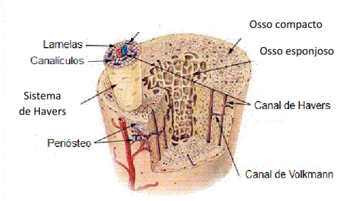 Figura 3- Tecido ósseo cortical e esponjoso (Adaptado de Switek, 2010). 